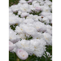 Peonija 'Gardenia'