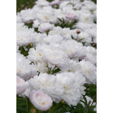 Peonija 'Gardenia'
