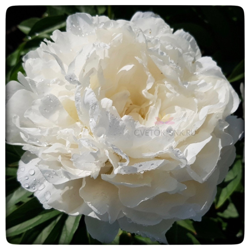 'Puffed Cotton' Peonija 