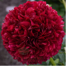 Peonija 'Red Grace'