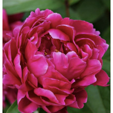 'Louis van Houtte' Peonia 