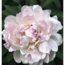 'Candy Heart' peonija