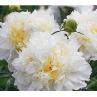 'Cheddar Cheese' Peonija