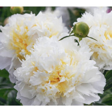 'Cheddar Cheese' Peonija