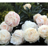'Solange ' Peonia 