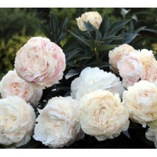 'Solange ' Peonia 