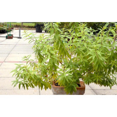 Citronverbēna