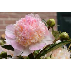 'Manhattan' Peonija