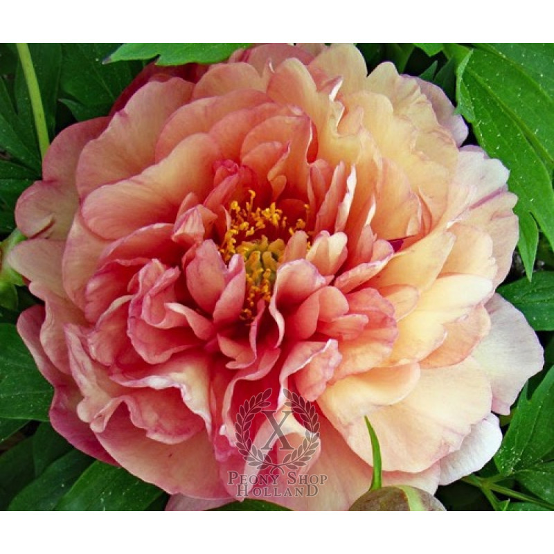 'Magical Mystery Tour' Peony 