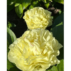 'Sweet Lemonade' Peonia