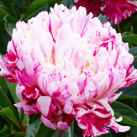 Peonija 'Candy Stripe'