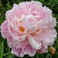 Peonija 'Catharina Fontijn'