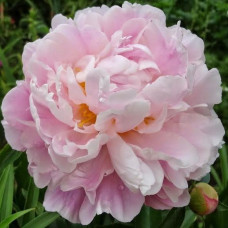 Peonija 'Catharina Fontijn'