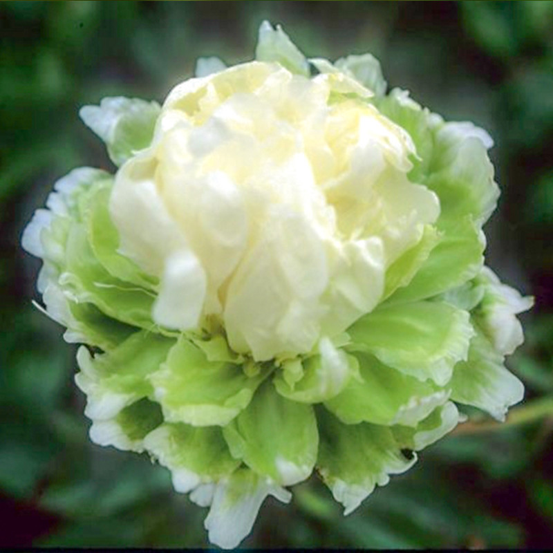 Peonija 'Green Halo'