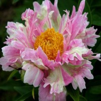 Peonija 'Pink Spritzer'