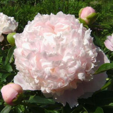 Peonija 'Sweet Sixteen'