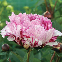Peonija 'The Fawn'