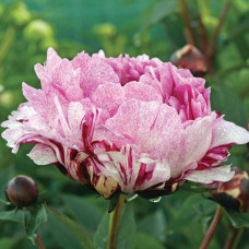 Peonija 'The Fawn'